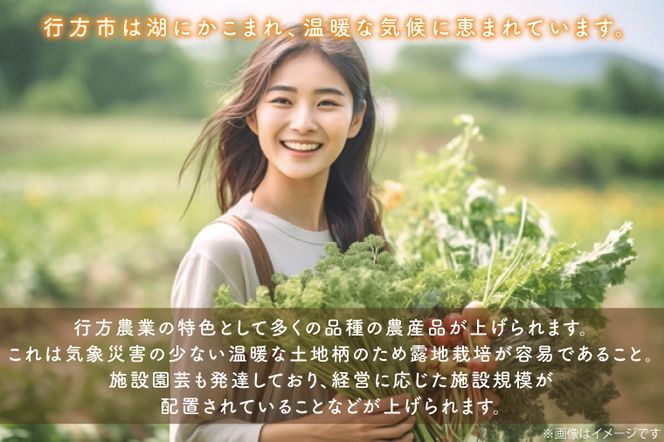 CU-129　【6ヶ月定期便】野菜王国なめがたの旬野菜の定期便