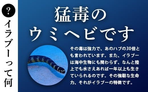 石垣島産「イラブー(海ヘビ)」粉末 120粒入り×２袋　健康補助食品・約２ヶ月分【 海へび 海蛇 栄養補助食品 サプリメント サプリ 錠 粒 アミノ酸 ミネラル ビタミン 】SI-73