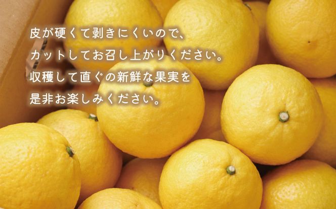 数量限定 先行予約 はるか 5kg 12000円 みかん mikan 蜜柑 ミカン 国産 産地直送 農家直送 期間限定 特産品 ゼリー ジュース アイス 等に 人気 限定 フルーツ 果物 柑橘 甘い おいしい ジューシー お取り寄せ ギフト プレゼント サイズ ミックス あいなんマザーズ 愛南町 愛媛県