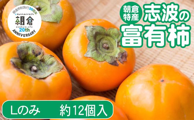 【朝倉市制施行20周年記念企画】 柿 志波の富有柿 Lサイズのみ×約12個入 ゆう美果樹園 ※配送不可：離島