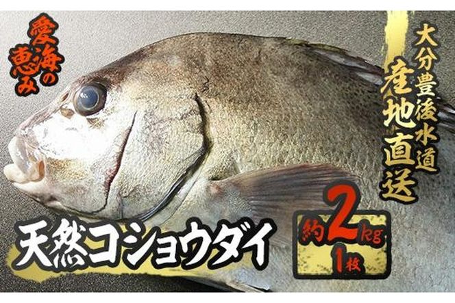 天然 コショウダイ (約2kg・1枚) 直送 産直 漁師 魚 鮮魚 天然 コショウタイ 鯛 白身魚 獲れたて 刺身 寿司 煮つけ 塩焼き 冷蔵 豊後水道 鮮魚 大分県 佐伯市 愛海の恵み【CS08】【 (有)丸昌水産】
