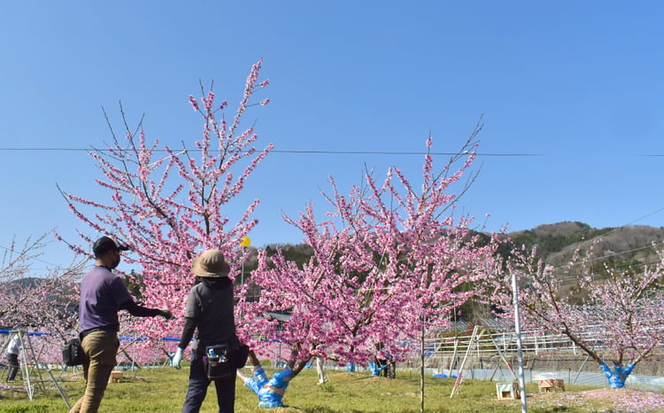 【2026年先行予約】甘い桃「なつおとめ」上級品 5~7玉入 (岡山県産) 【KF-A017-01】