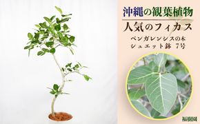 沖縄の観葉植物 人気のフィカス ベンガレンシス7号 シュエット鉢