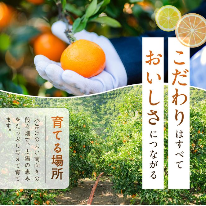 ZE6481_【2026先行予約】有田みかん 約3kg 【家庭用】 (S～Lサイズ混合)【まごころ手選別】
