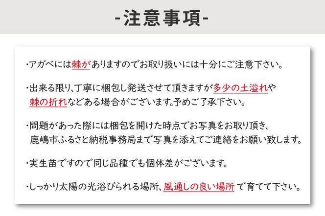 鹿嶋市産アガベ！パリー・ホーチエンシス『ウェイクフィールド』【観葉植物 自然 お庭 インテリア 多肉 アガベ 5号 鉢 ナチュラル 20000円以下】（KCP-8）