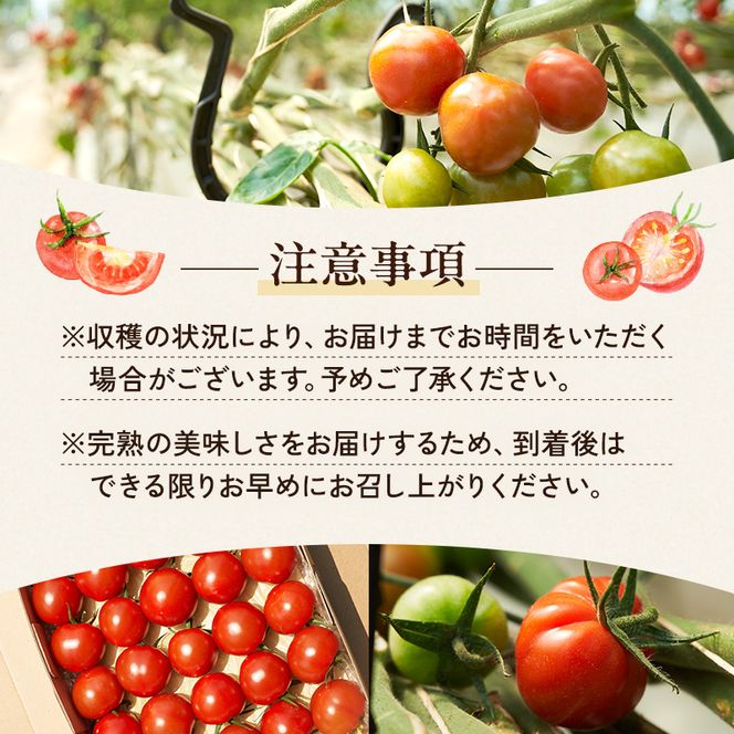 よしよし畑のあま～い トマト ( 中玉トマト ) 2.8kg ～ 3kg 程度 新鮮 産地直送  とまと おいしい おすすめ ギフト お取り寄せ