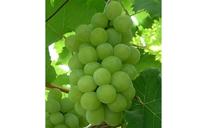 ぶどう 2026年 先行予約 マスカット オブ アレキサンドリア 約500g 1房 葡萄 フルーツ 果物 岡山 赤磐市産 ブドウ 果物類