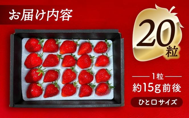 【先行予約】 ＼毎年12月より順次発送／ 紅ほっぺ 20粒 いちご 果物 フルーツ 愛西市 / くぼ苺農園 【配達不可：北海道・沖縄・離島】[AECJ009]