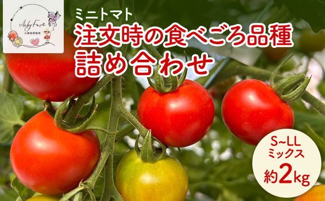 ミニトマト 約2kg 注文時の食べごろ品種詰め合わせ アイビーファーム 長野 信州 小諸 産地直送