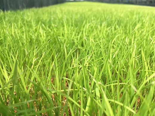 【7年産】近江米 環境こだわり米 コシヒカリ 無洗米【5kg×1】【BN14W】5kg 米 こしひかり コシヒカリ おこめ 贈り物 人気米 ご飯 白米 コメ 贈答 滋賀県 近江八幡市 無洗米