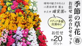 メディア出演多数のプロが厳選！季節の草花 【 春 】 詰め合わせセット（約20ポット） 花 花苗 ガーデニング 寄せ植え 花壇 プランター 確実園 確実園園芸場 川原田邦彦 ペチュニア マリーゴールド ガザニア 白妙菊 シロタエギク キンギョソウ ヒメキンギョソウ アルメリア アソート おまかせ