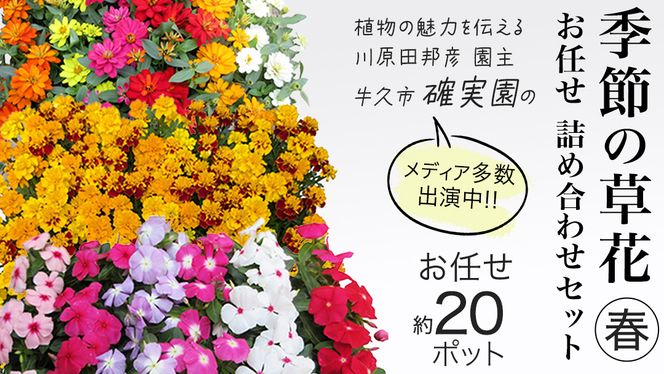メディア出演多数のプロが厳選！季節の草花 【 春 】 詰め合わせセット（約20ポット） 花 花苗 ガーデニング 寄せ植え 花壇 プランター 確実園 確実園園芸場 川原田邦彦 ペチュニア マリーゴールド ガザニア 白妙菊 シロタエギク キンギョソウ ヒメキンギョソウ アルメリア アソート おまかせ