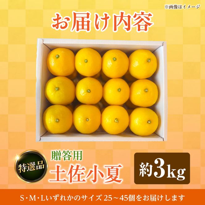 【先行予約】＜果樹園直送＞土佐小夏 特選品贈答用 約3kg 3キロ〈2027年5月下旬～6月下旬頃発送〉  / こなつ 小夏 日向夏 ニューサマーオレンジ 柑橘 かんきつ 柑橘類 フルーツ 果物 くだもの 果実【白木果樹園】 [BQAI027]