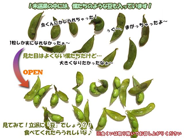 【 2026年産 数量限定 】青森の定番 毛豆 約1kg【9月発送】青森県鰺ヶ沢町産 ※オンライン決済のみ 野菜 枝豆 大粒 甘みが強い 豊かな香り コク ほっくり おつまみ 料理 お弁当 食材 