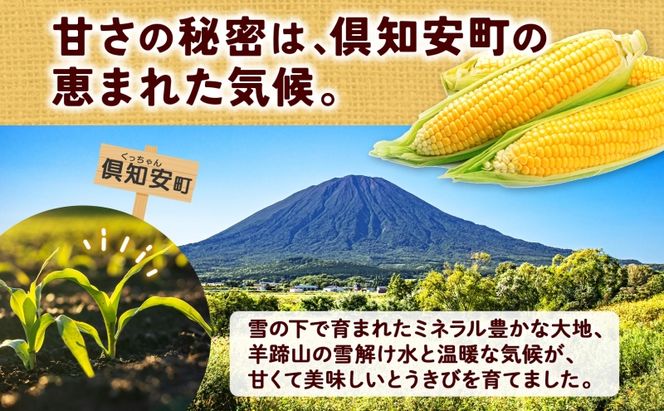 朝もぎ イエロー とうもろこし 恵味 2Lサイズ 26本 約10kg 大きめ 夏野菜 とうきび 旬 新鮮 野菜 トウモロコシ 甘い ギフト 産地直送 コーン 産直 グリーンアースファーム 送料無料 北海道 倶知安町