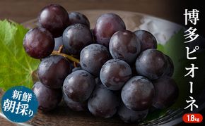 ぶどう 種無しぶどう 博多 ピオーネ 1.8kg 2026年 発送 ブドウ 葡萄 フルーツ 果物 くだもの デザート 筑前あさくら農協 配送不可 離島