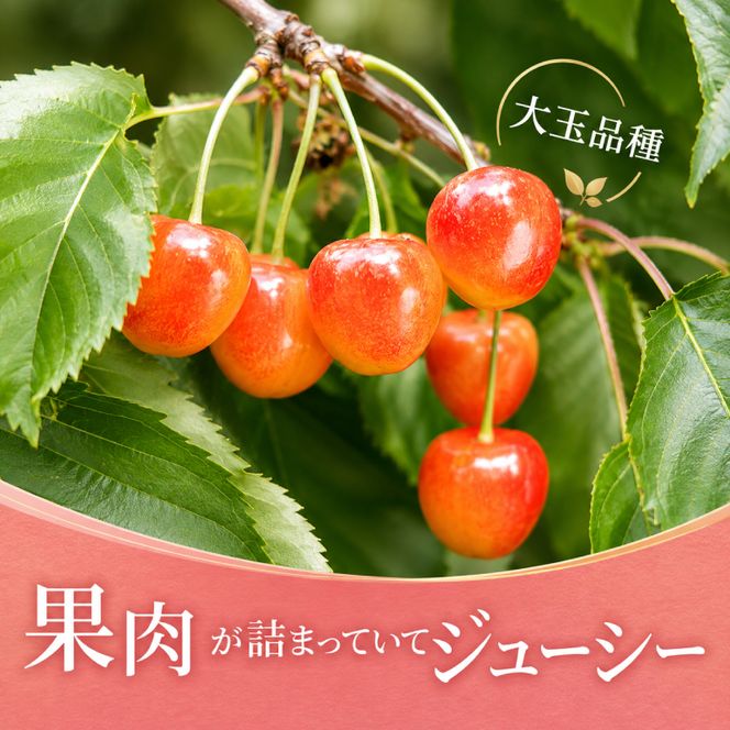 2027年発送 北海道 仁木町産 さくらんぼ 南陽 400g×2P Lサイズ  サクランボ チェリー フルーツ 果物 果物類 仁木町 仁木 [林果樹園]