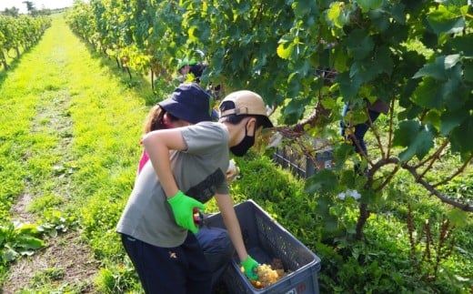 【数量限定】余市「ワイナリー夢の森」ケルナー2023 750ml 《３本セット》_Y034-0120