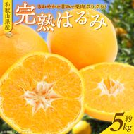 G7056_【2027年先行予約】果肉ぷりぷり! 完熟 はるみ 5kg