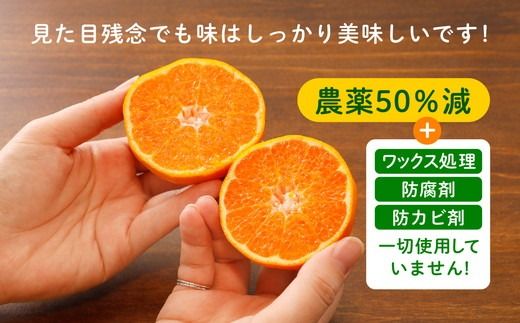 【先行受付】【数量限定】【山採り無選別】はるみ 10kg | みかん 柑橘 ミカン 蜜柑 mikan 果物 フルーツ 糖度 甘い 愛媛県 伊方町 ※2025年2月上旬～2月下旬頃に順次発送予定 ※離島への配送不可