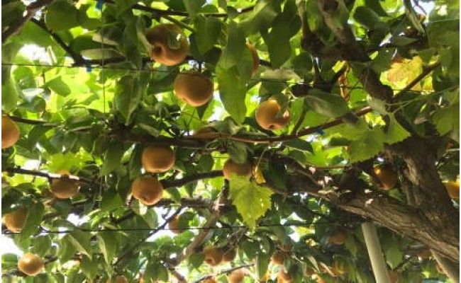 【秋の美味】和歌山の樹上成熟梨 約4kg