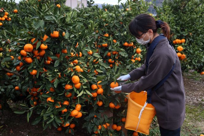 12/23までにご入金確認分は年内発送確定！開けてびっくり！大小色んな大きさのみかんの玉手箱♪ ご家庭用 箱込み約10kg（2S～3L以上サイズ混合）  	DB032