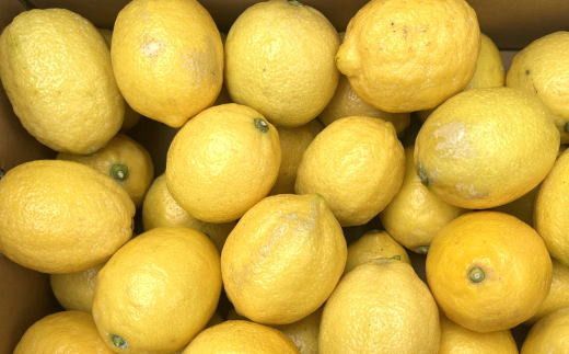 有田産の安心国産レモン約3kg （サイズ混合）※2026年10月中旬〜2027年4月中旬頃に順次発送予定（お届け日指定不可）【tec943A】