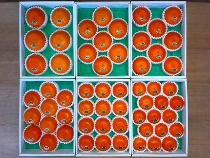 化粧箱 柑橘の大トロ ハウス せとか 厳選 10玉入   BS116