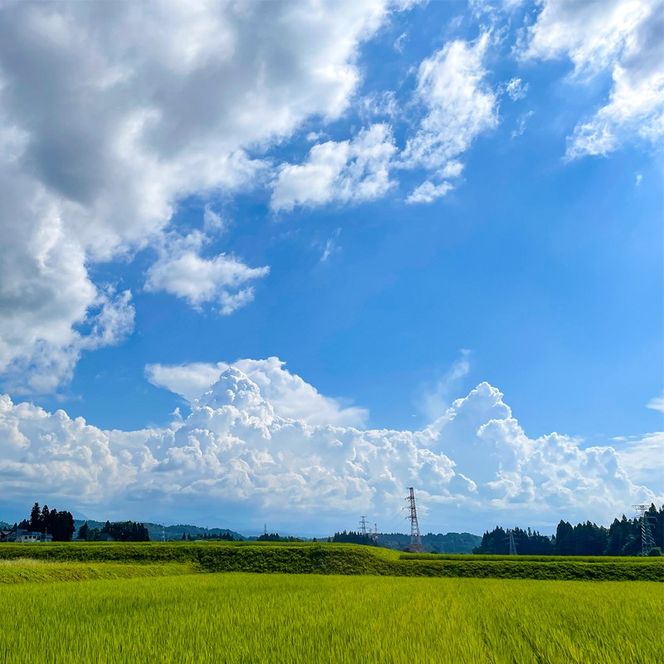 【3か月定期便】令和7年産　魚沼産コシヒカリ 精米5kg×3回　計15kg　米 コメ こしひかり 精米 ブランド米 お取り寄せ 十日町市