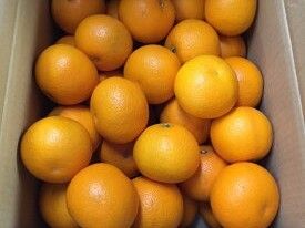 ZE6075n_有田の八朔 (はっさく) 10kg （Lサイズ）まごころ手選別