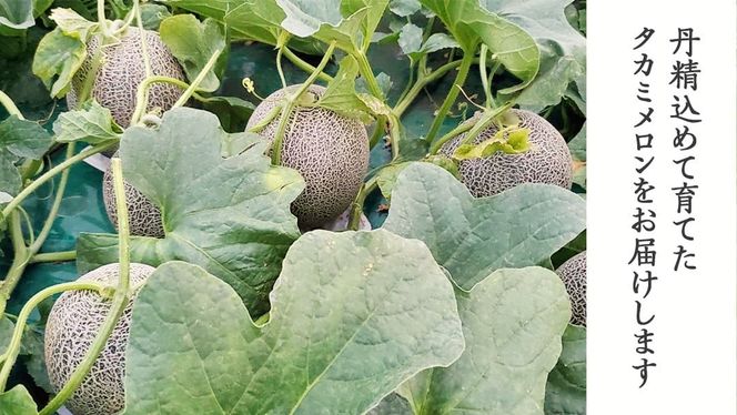 y錧㒬zy s\ 2026N 6{ȍ~z Iׂʐ ߘa8NY 㒬Y ^J~ Gi 2 3 4-6 3.5kg 5kg 5.5kg Ԍ Yn ʕ t[c  Â lC ^J~ M [AX039-41ya][SZRY]