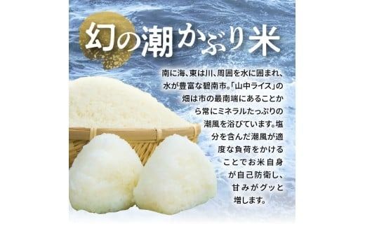 〈数量限定〉【幻の潮かぶり米】令和7年産新米 あいちのかおり&コシヒカリ2品種 食べ比べ10kg（5kg×2袋） 令和７年度産　新米　米 コメ 新米 あいち 愛知 かおり コシヒカリ こしひかり 数量限定 H073-009