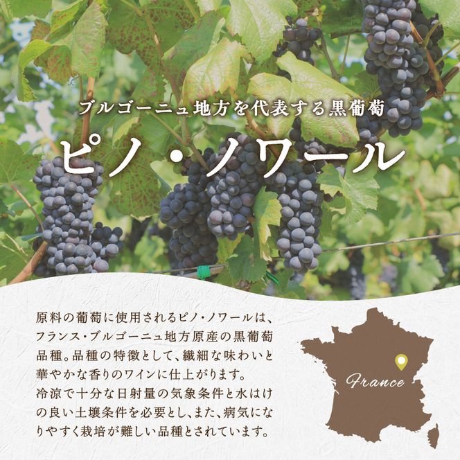 ロンドン国際ワインコンクール2024 銅賞受賞 北海道 ワイン おたる ピノ・ノワール 2020 750ml × 1本 ミディアム 赤ワイン 余市町産 ぶどう 酒 洋酒 果実酒 アルコール 繊細 果実