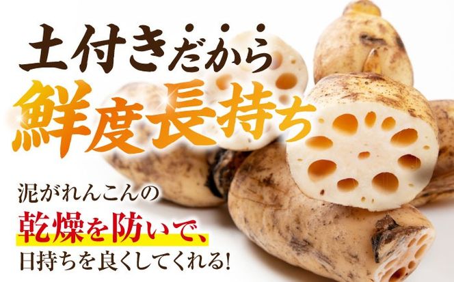 産地直送！土付き蓮根（5kg）【清水食品株式会社】れんこん レンコン 愛知県産 野菜 産地直送 愛西市 /  清水食品株式会社[AEAJ002]