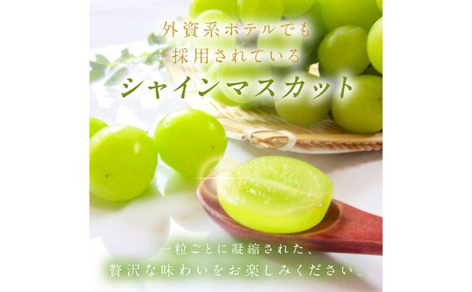 【先行予約】樹上完熟 シャインマスカット 500g（1房）（2026年9月中旬～発送） BF00022