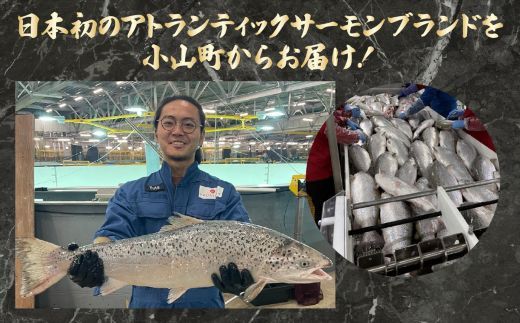 【訳アリ】小山町産 アトランティックサーモン 約1.5kg（柵）魚体2.0kg未満