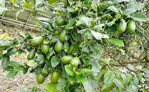 【種なし】あかみね熱帯フルーツの美らレモン 約1kg - 国産 希少種 果汁 たっぷり 使いやすい 檸檬 れもん Lemon おすすめ 沖縄県 八重瀬町