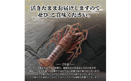 【先行予約】10月直送便 土佐獲れ 活伊勢海老 約700g（２尾～４尾） 天然 エビ　えび 伊勢エビ 海鮮 お刺身 刺し身 丸焼き しゃぶしゃぶ 故郷納税 ふるさとのうぜい 返礼品【株式会社とさもん】 [BQAE103]