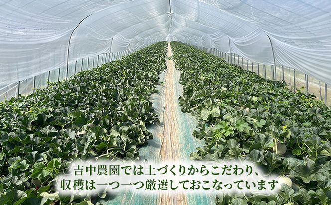 【2026年7月～発送】北海道 富良野産 厳選 赤肉 メロン 2玉 計約3.2kg(吉中農園) メロン フルーツ 果物 新鮮 甘い 贈り物 ギフト 道産 ジューシー おやつ ふらの ブランド 夏 