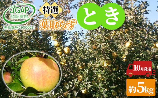 10月発送 贈答用 葉取らずとき 約 5kg【 特選 】鶴翔りんごGAP部会 青森県産 津軽産 リンゴ 林檎 トキ 果物類 JGAP認証 安心 甘い ギフト 