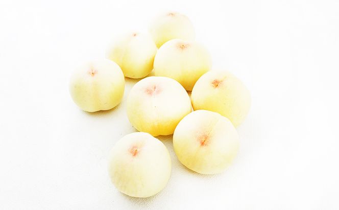 桃 定期便 2026年 先行予約 岡山 の 白桃 8玉 合計1.7kg以上×2回 お届け 化粧箱入り もも モモ 岡山産 国産 フルーツ 果物 ギフト 