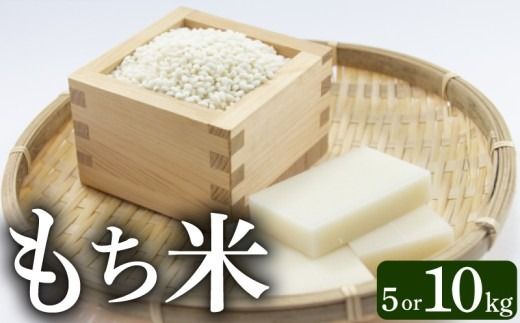 令和7年産もち米 5kg 新米 こめ おこめ 精米 お米 コメ ごはん おコメ もち米 餅米 ヒヨクモチ 炊飯 もちもち食感 おもち 赤飯 おこわ ちまき2025年 R7年 新嘗祭 皇室献上米 農家 高知県 安芸市 高知県