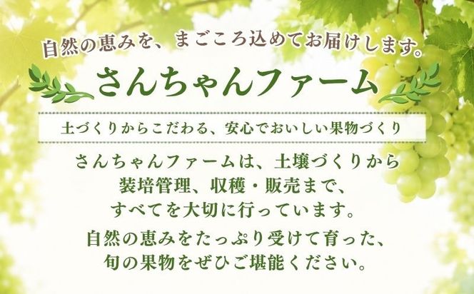 【207年 先行予約】 山梨県産 シャインマスカット ２房 (1.2kg以上)GA001 シャイン シャインマスカット 葡萄 ブドウ ぶどう  フルーツ