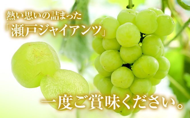 瀬戸ジャイアンツ 約2kg 3～5房 ぶどう 葡萄 フルーツ 岡山 高梁市産 2026年 先行予約 果物類 果物 