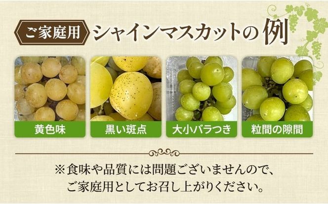 ぶどう 2026年 先行予約 【平均糖度20度】農家こだわりの シャインマスカット ご家庭用パック 合計約800g ブドウ 葡萄 岡山県産 国産 フルーツ 果物 ギフト 【 Nini farm 農家 直送 】 [№5735-3307]