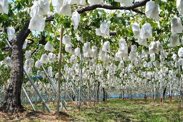 【先行予約】有田巨峰村三木と園のあま～いジューシー！ 種あり 藤稔（ふじみのり）2kg(4〜6房)  	BR10