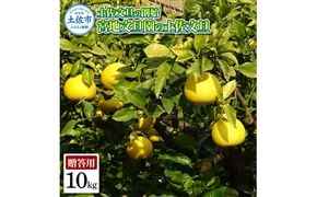 【先行予約】土佐文旦の創始 宮地文旦園の土佐文旦 贈答用2L 約10キロ 20～22個入り 10kg〈2027年3月上旬～4月下旬〉 ぶんたん ブンタン フルーツ 柑橘 みかん 果物 くだもの 柑橘類 デザート ギフト 贈り物 高知県 土佐市【宮地文旦園】[BQBP005]