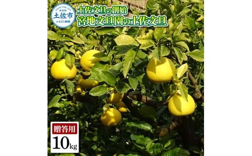 【先行予約】土佐文旦の創始 宮地文旦園の土佐文旦 贈答用2L 約10キロ 20～22個入り 10kg〈2027年3月上旬～4月下旬〉 ぶんたん ブンタン フルーツ 柑橘 みかん 果物 くだもの 柑橘類 デザート ギフト 贈り物 高知県 土佐市【宮地文旦園】[BQBP005]