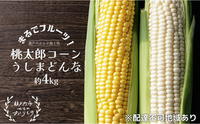 ［2026年先行予約］牛窓産とうもろこし まるでフルーツ！生で甘い、茹でて美味い！「桃太郎コーン」と「うしまどんな」のセット 約4kg 8～12本入り 産地直送 食べ比べ[№5735-1795]