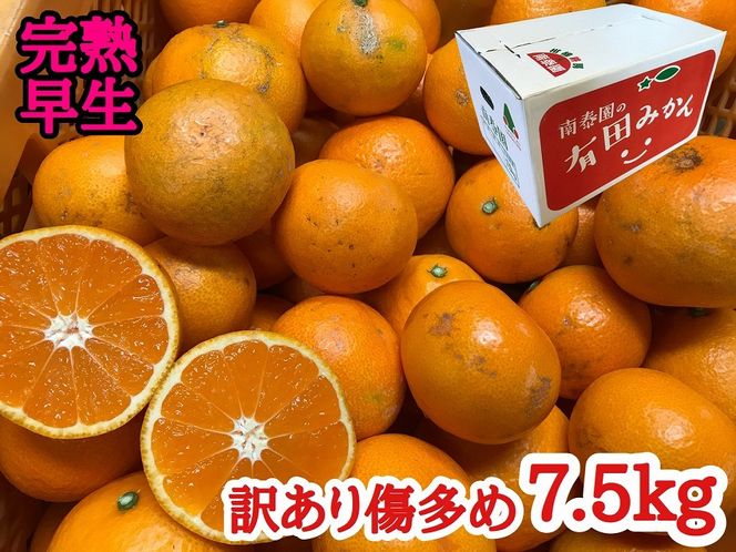 定期便 先行受付 2025年 10月発送スタート 訳あり 傷多め 7.5kg × 3回 コース 有田みかん 食べくらべ 3種 南泰園 BS826